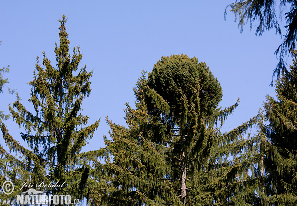 Picea abies