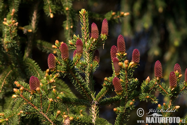 Picea abies