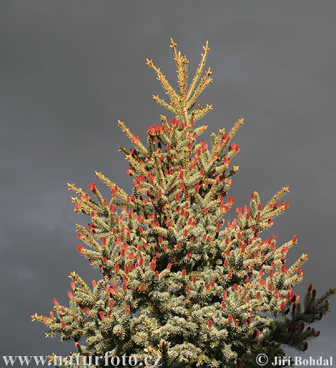 Picea pungens - glauca