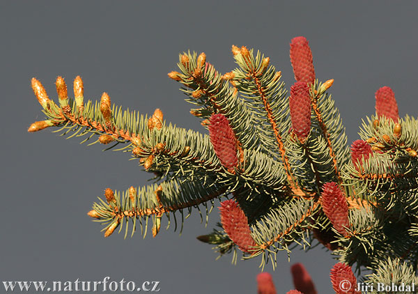 Picea pungens - glauca