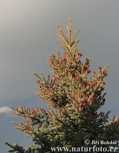 Picea pungens - glauca