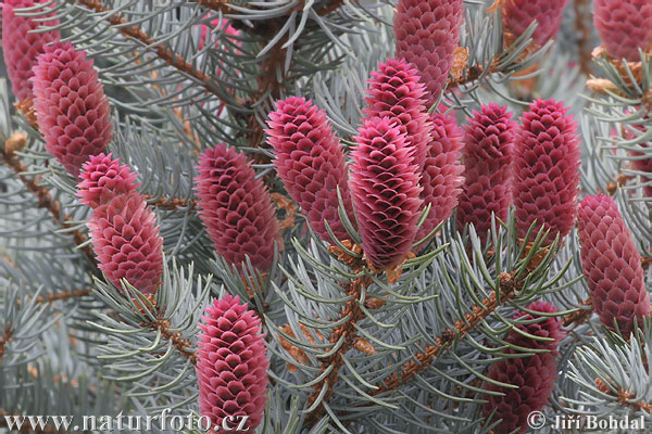 Picea pungens - glauca