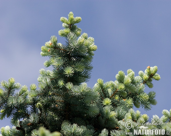 Picea pungens - glauca