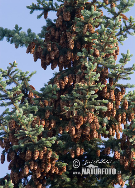 Picea pungens - glauca