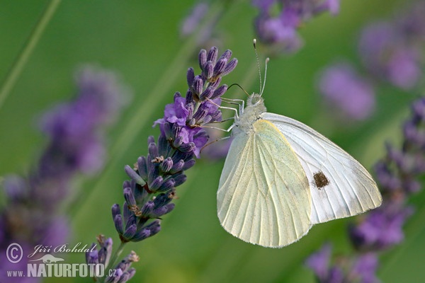 Pieris brassicae