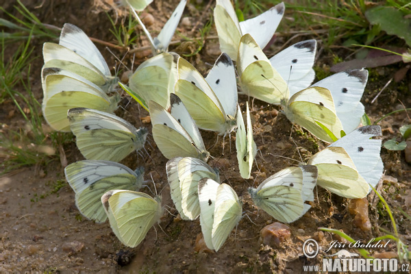 Pieris rapae + napi