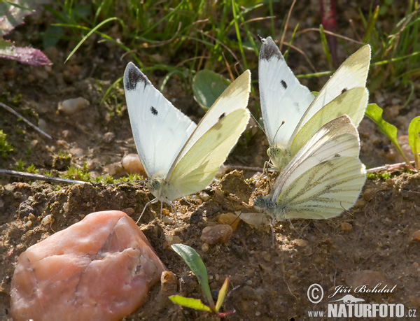 Pieris rapae + napi