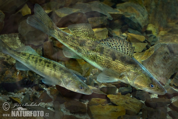 Pike perch (Sander lucioperca)