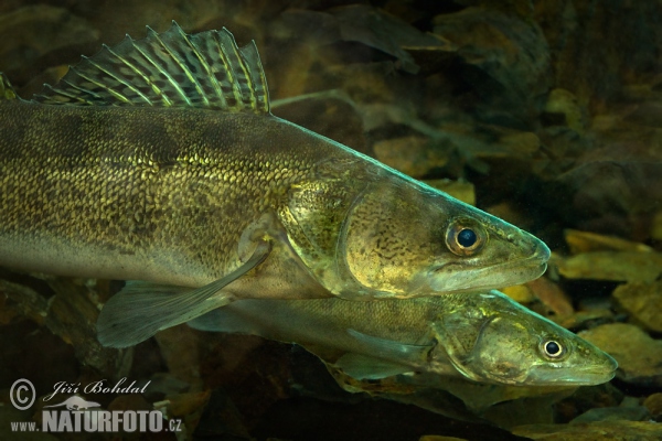 Pike perch (Sander lucioperca)