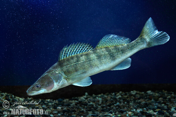 Pike perch (Sander lucioperca)