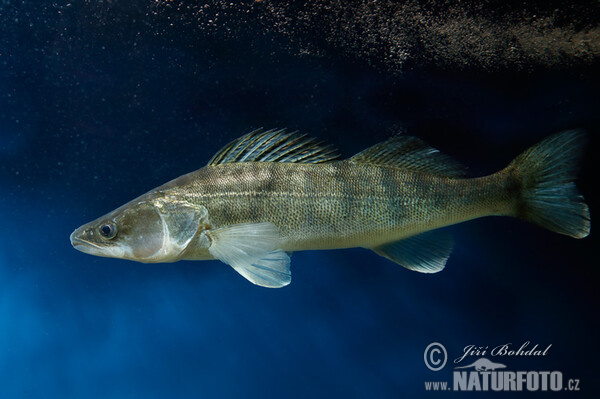 Pike perch (Sander lucioperca)