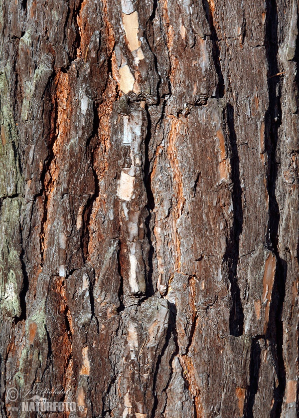 Pin de pădure