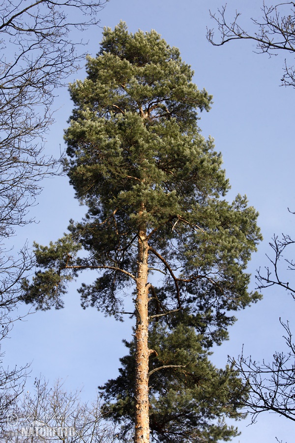 Pin de pădure