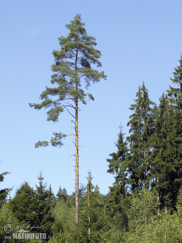 Pin de pădure