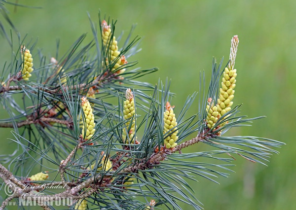 Pin sylvestre