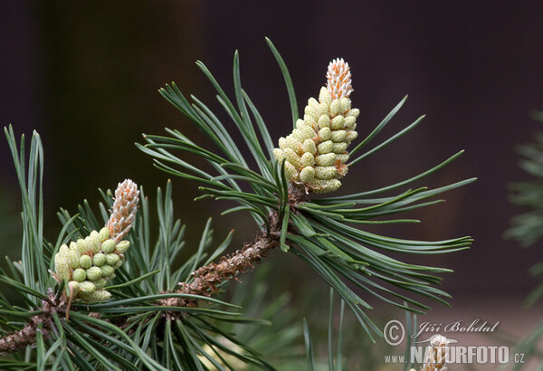 Pine (Pinus uncinata var.rotundata)