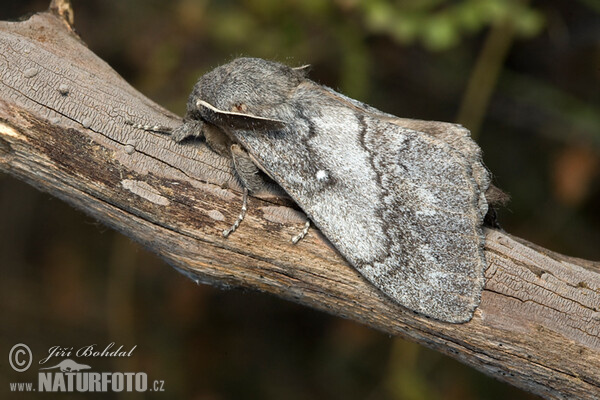 Pine Caterpillar (Dendrolimus pini)