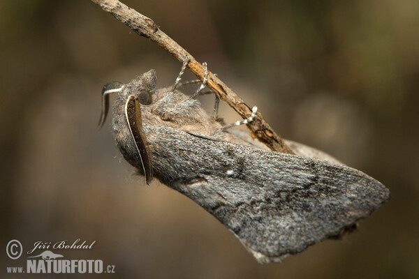 Pine Caterpillar (Dendrolimus pini)