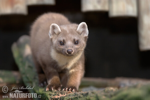 Pine Marten (Martes martes)