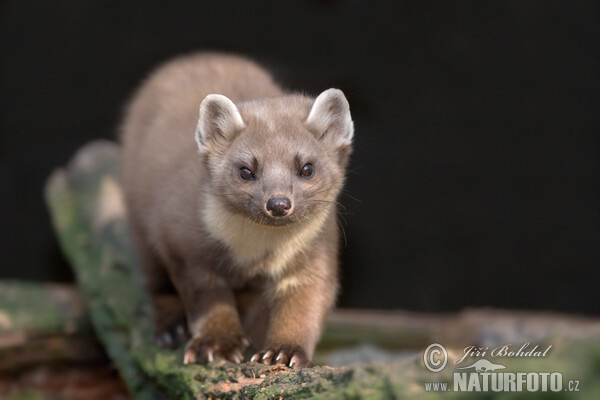 Pine Marten (Martes martes)