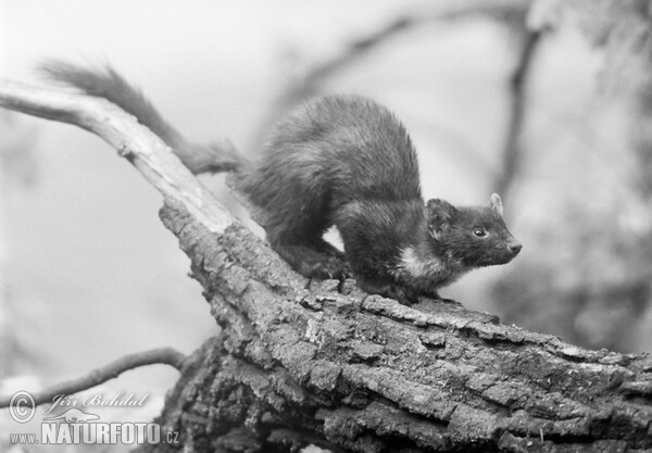 Pine Marten (Martes martes)