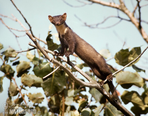 Pine Marten (Martes martes)