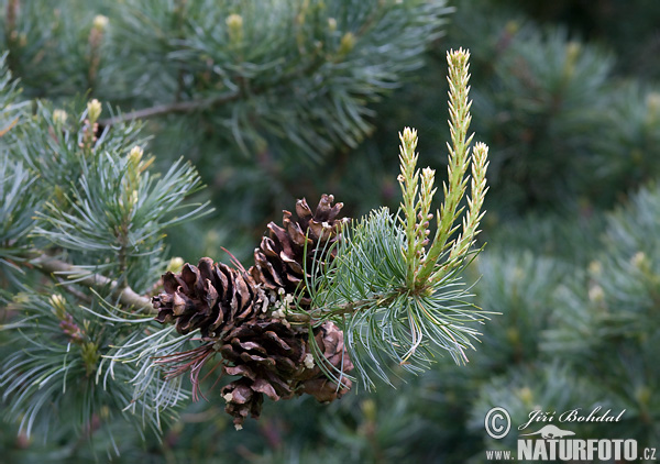 Pinus cembra