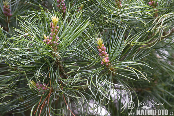 Pinus cembra