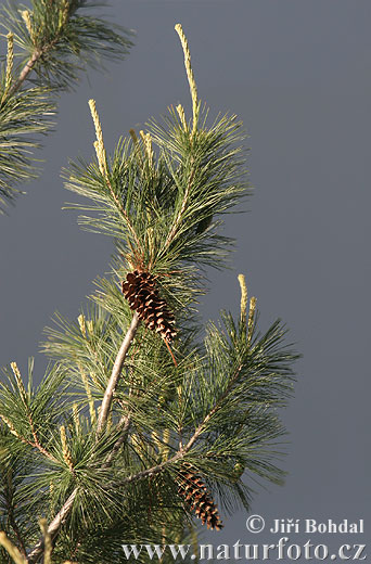 Pinus strobus