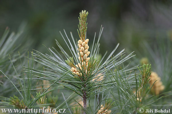 Pinus strobus