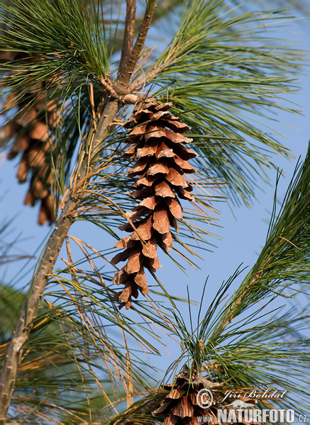 Pinus strobus