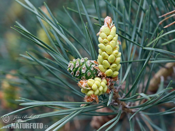 Pinus sylvestris