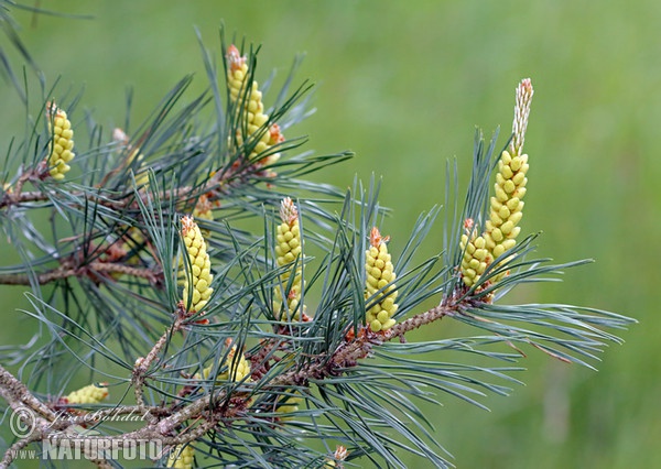 Pinus sylvestris