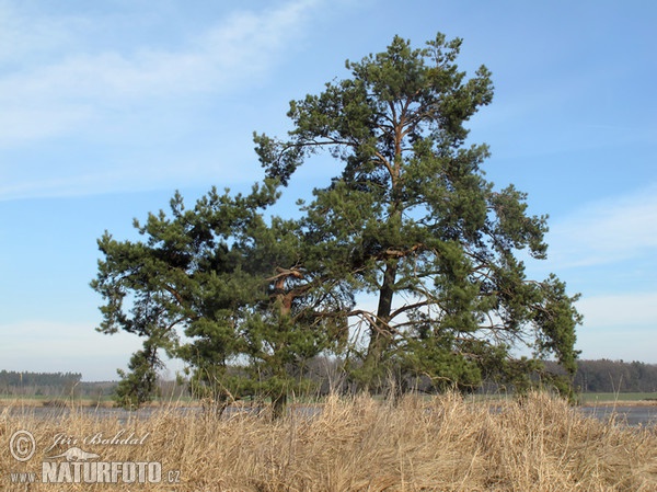 Pinus sylvestris