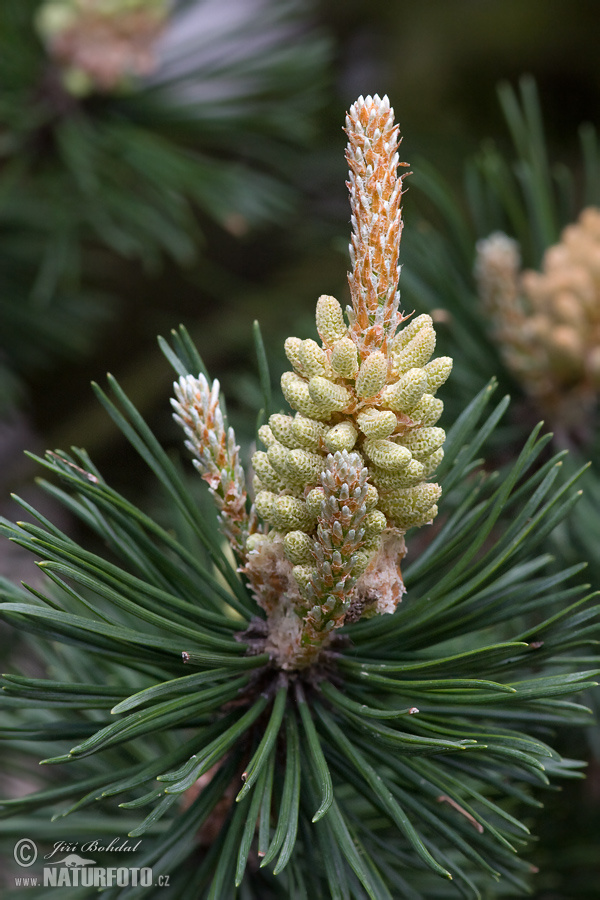 Pinus uncinata var.rotundata