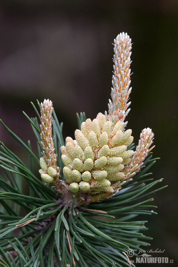 Pinus uncinata var.rotundata