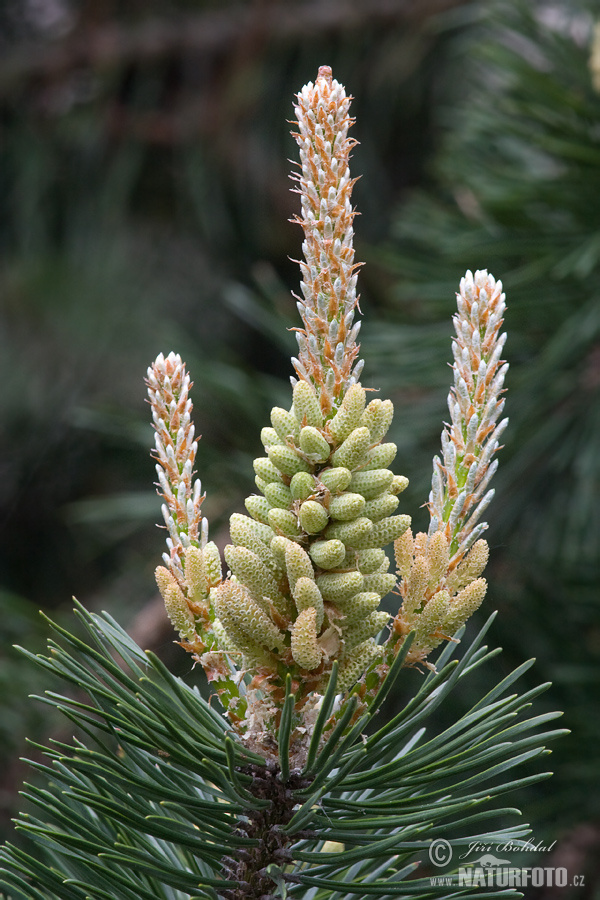 Pinus uncinata var.rotundata