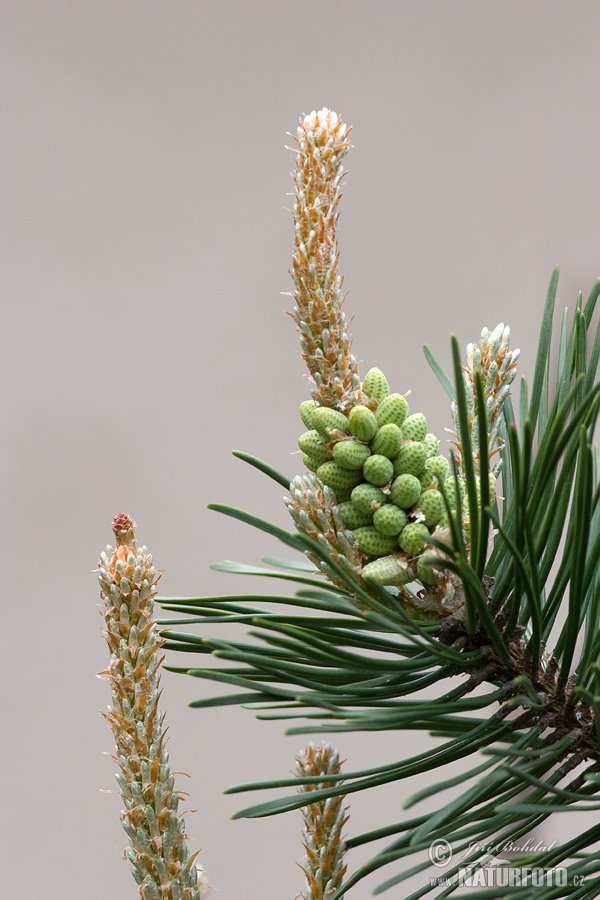 Pinus uncinata var.rotundata