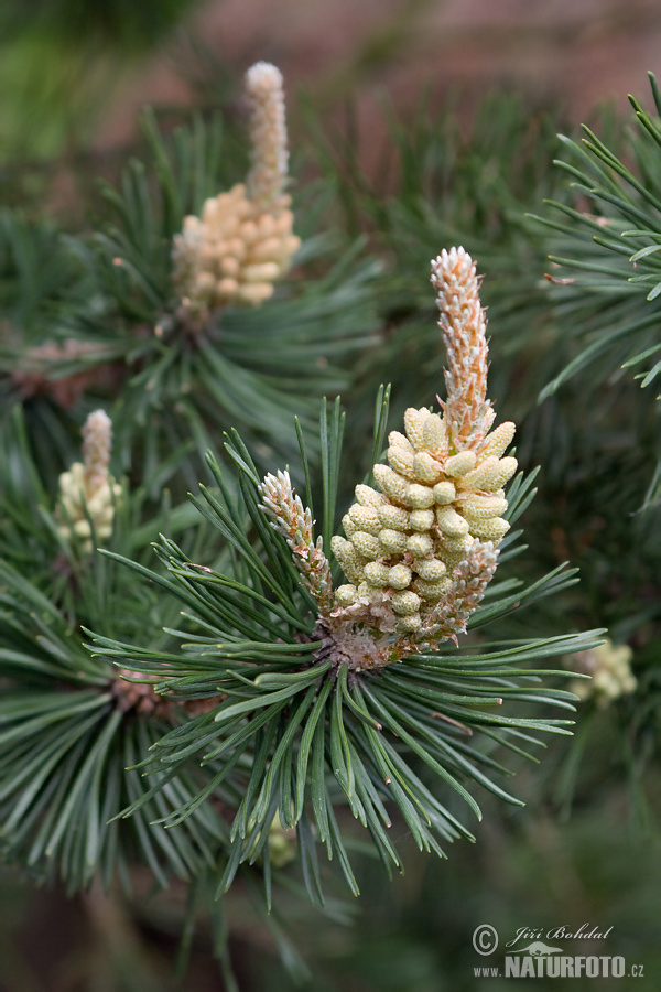 Pinus uncinata var.rotundata