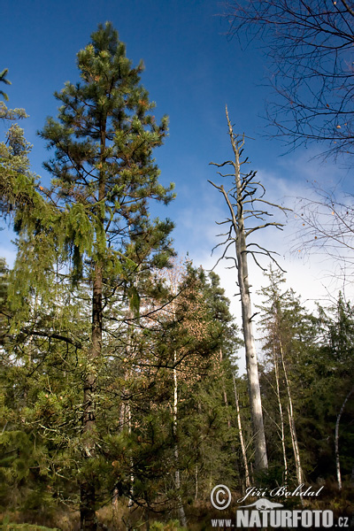 Pinus uncinata var.rotundata