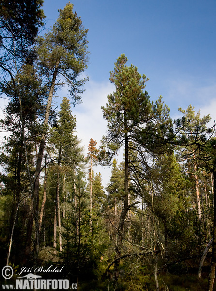 Pinus uncinata var.rotundata