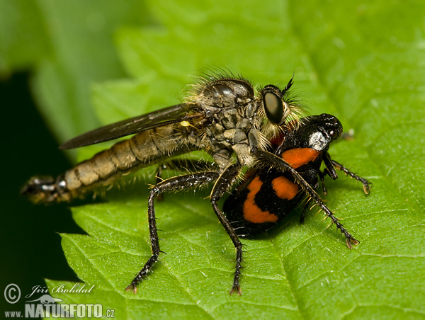 Pirate Fly (Asilidae sp.)