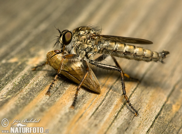 Pirate Fly (Asilidae sp.)