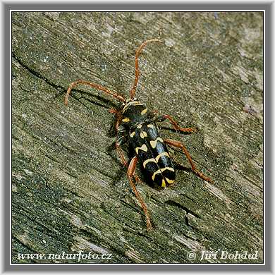 Plagionotus arcuatus
