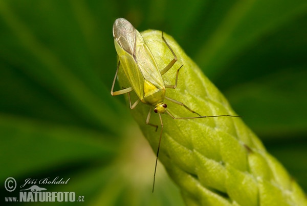 Plant Bug (Adelphocoris sp.)