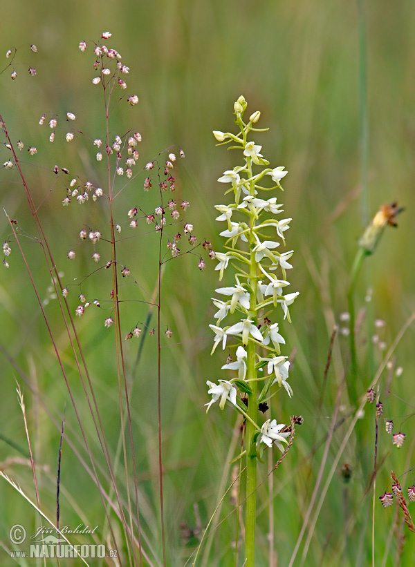 Platanthera bifolia