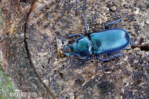 Platycerus caraboides