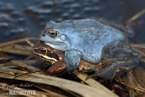 Plavček žaba