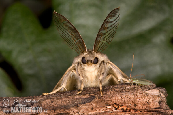 Polilla gitana