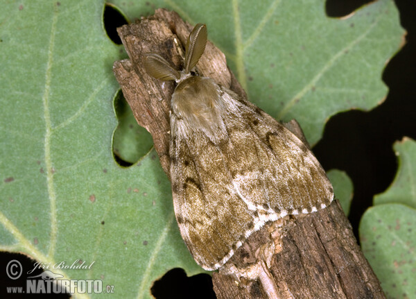 Polilla gitana